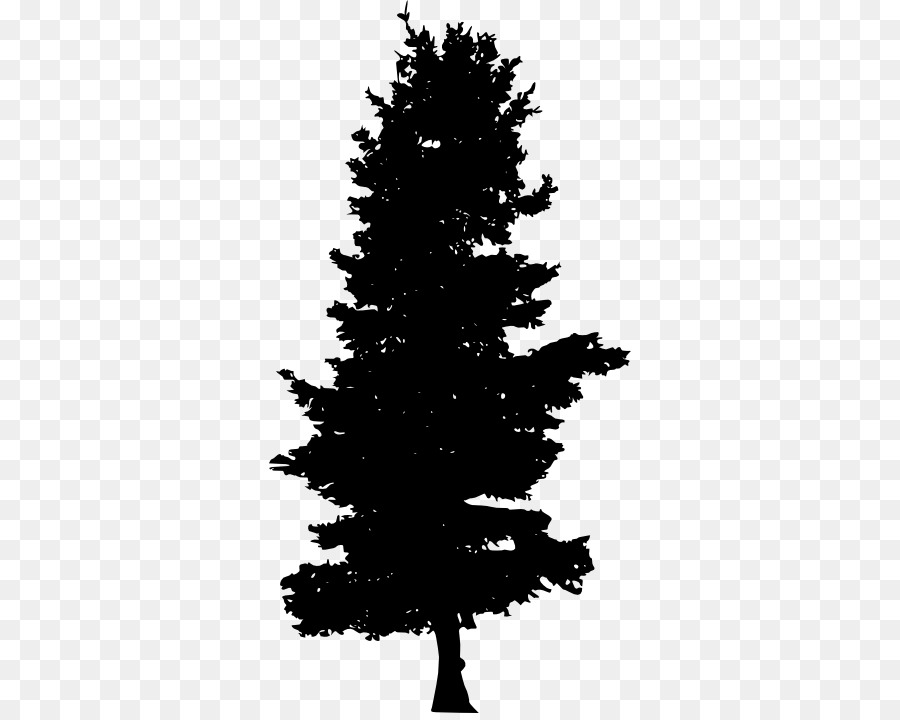 Abete Abete Sempreverde - pino, albero, silhouette