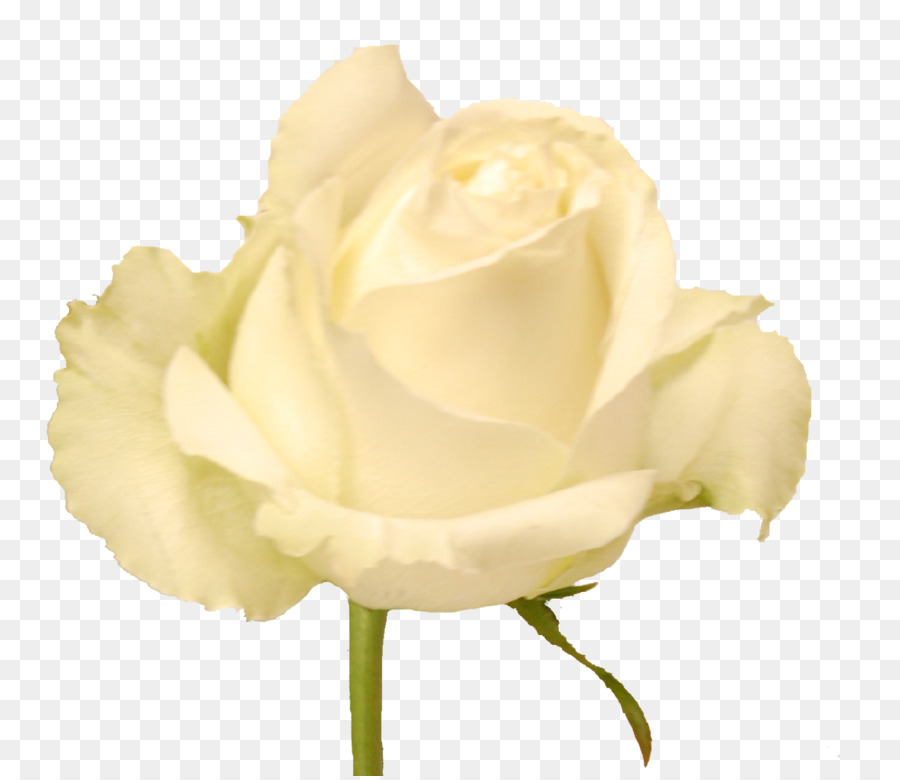 Garten Rosen Kohl rose, Schnittblumen, Blütenblatt, Knospe, - weiße rosen