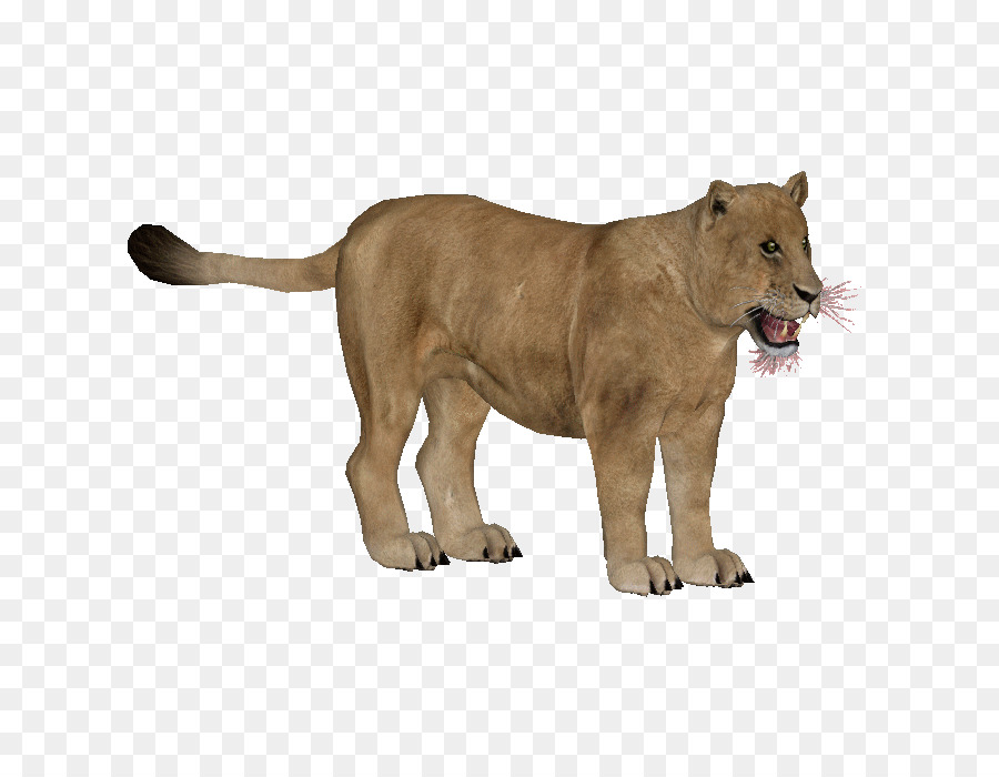 Lion Big cat Terrestrischen Tier Puma - Löwe