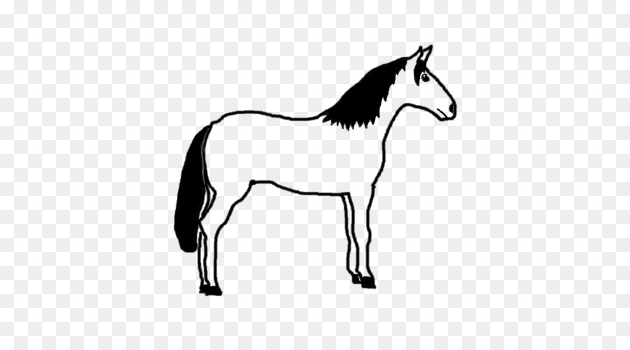 Maultier Fohlen Hengst Pony Mustang - Mustang