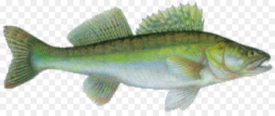 Pesce persico, Salmone, Merluzzo, Pesce Barramundi prodotti - ciprinus carpio