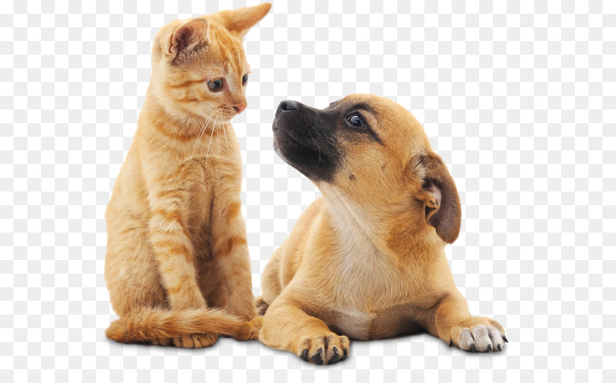 Gatto, Cane, Animale da compagnia, di controllo e di assistenza Sterilizzazione - cucciolo seduto