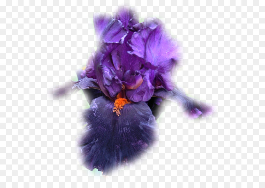 Violett Blütenblatt Familie Violaceae - veilchen