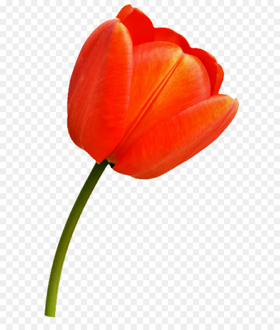 Tulpe, Pflanze, Stamm-Blüte-Lampe - Tulip