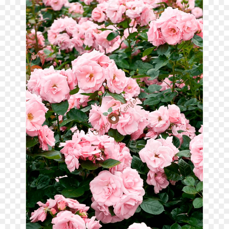 Floribunda Rosen Kohl rose China rose Memorial rose - Floribunda