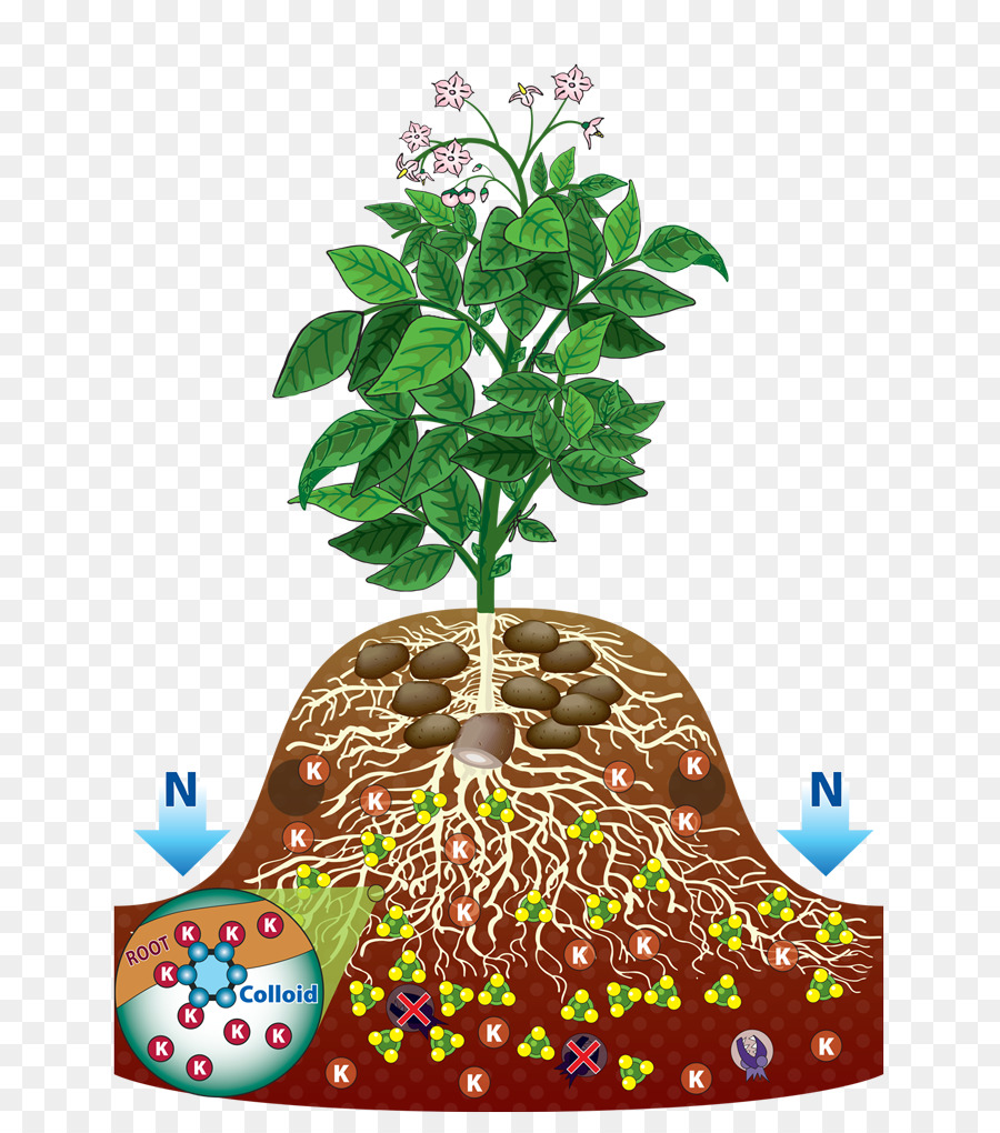 Blumentopf Zimmerpflanze Verzweigung - Die Wurzel der pflanze