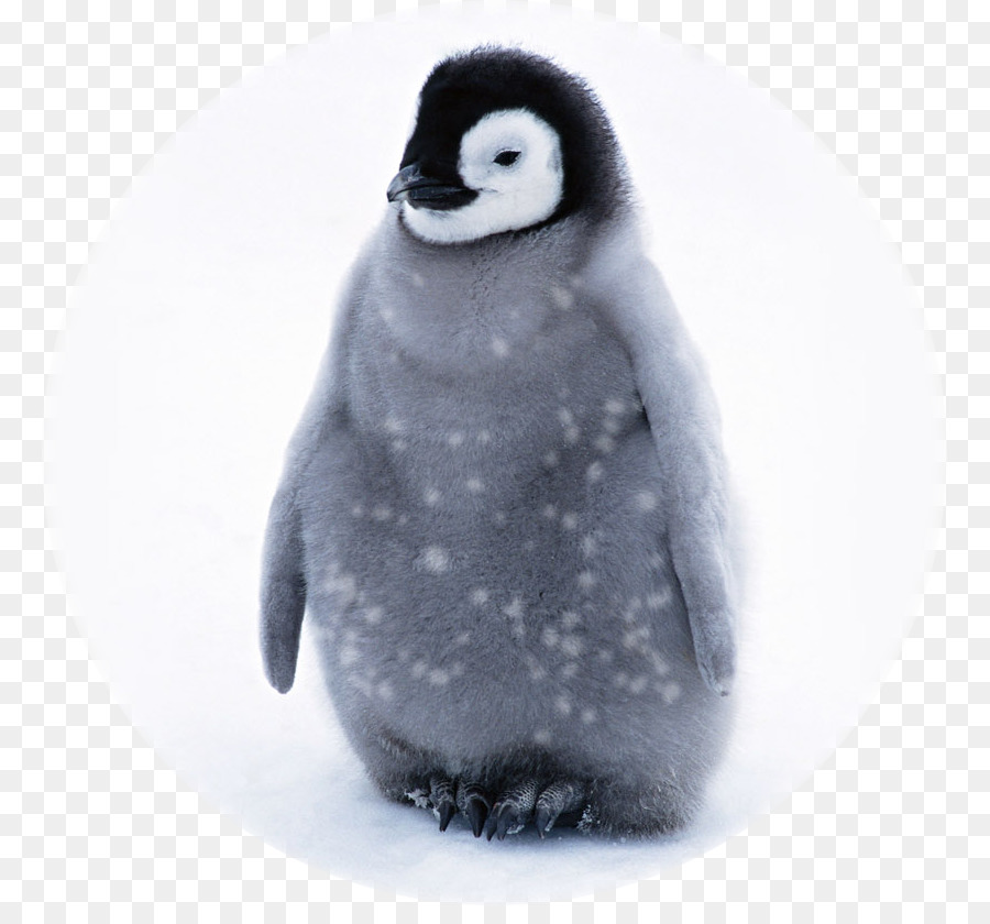 Con Chim Cánh Cụt Trẻ Sơ Sinh Dễ Thương - Chim cánh cụt