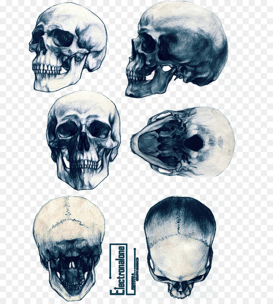 Con Vật Đầu Lâu Xương Vẽ Hình Xăm - skull vẽ png tải về - Miễn phí trong  suốt Xương png Tải về.