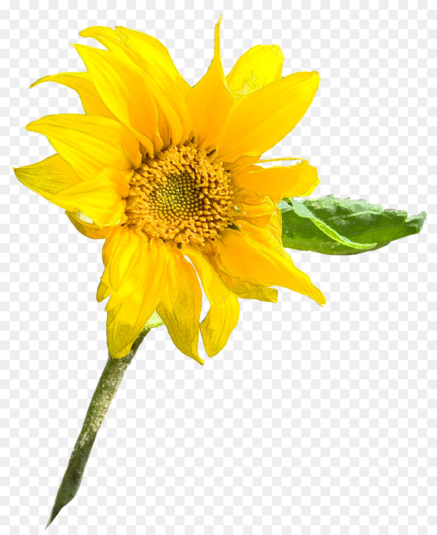 Sonnenblumen einjährige pflanze Sonnenblumen-m Sonnenblumen-Blütenblatt - pinterest hintergrund