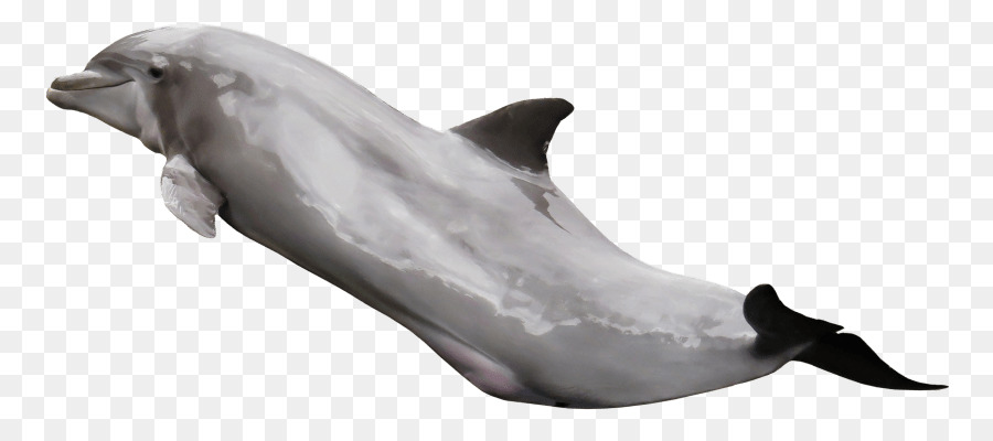 Tucuxi Gemeinsame Tümmler streifendelfin - Delphin