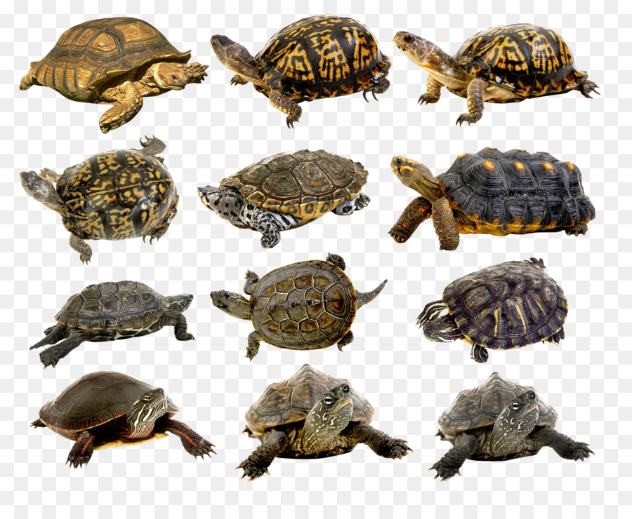Pond Cartoon png is about is about Box Turtles, Common Snapping Turtle, Tur...
