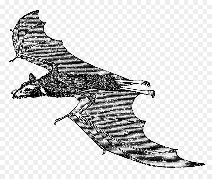 Vampir-Fledermaus Säugetier Clip-art - Fledermaus