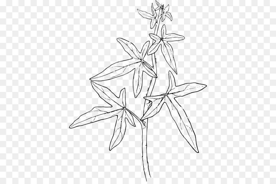 Clip-art Pflanzen-Efeu-Vektor-Grafik-Zeichnung - ivy Blume