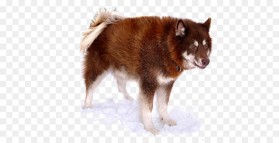 Canadian Eskimo dog American Eskimo Dog Siberian Husky Alaskan Malamute Welpen - Welpen