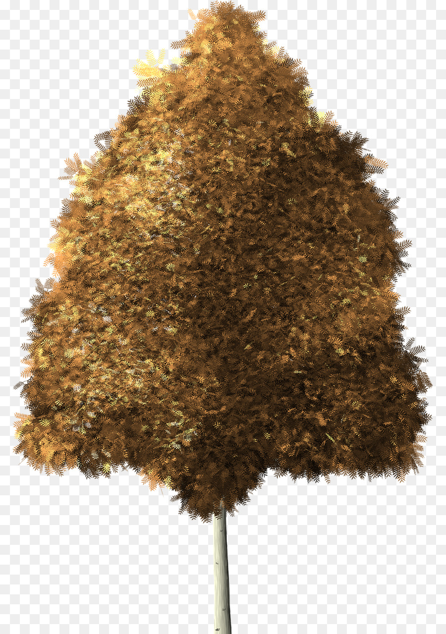 Immagine digitale di un Albero di pioppo tremulo Gratis - albero