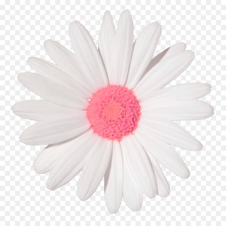 Comune di margherita Adesivo Daisy famiglia clipart Fiore - fiore