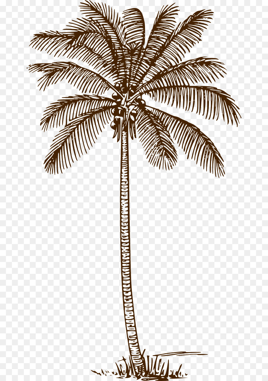 Free Coconut Tree Drawing, Download Free Coconut Tree Drawing png images,  Free ClipArts on Clipart Library