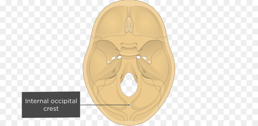Gray's Anatomy Groove per il seno trasverso Trasversale seni Interno protuberanza occipitale del Cranio - teschio e ossa