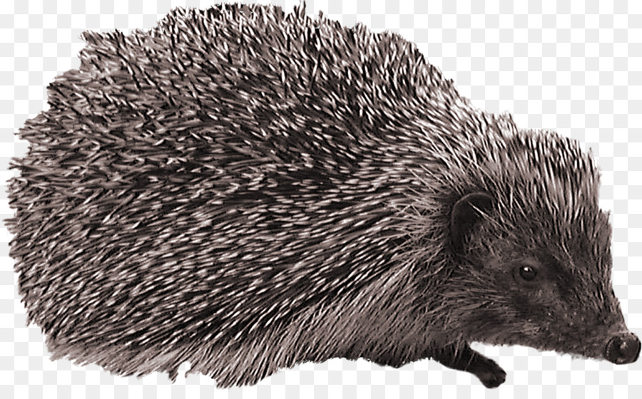 Hedgehog Hedgehog