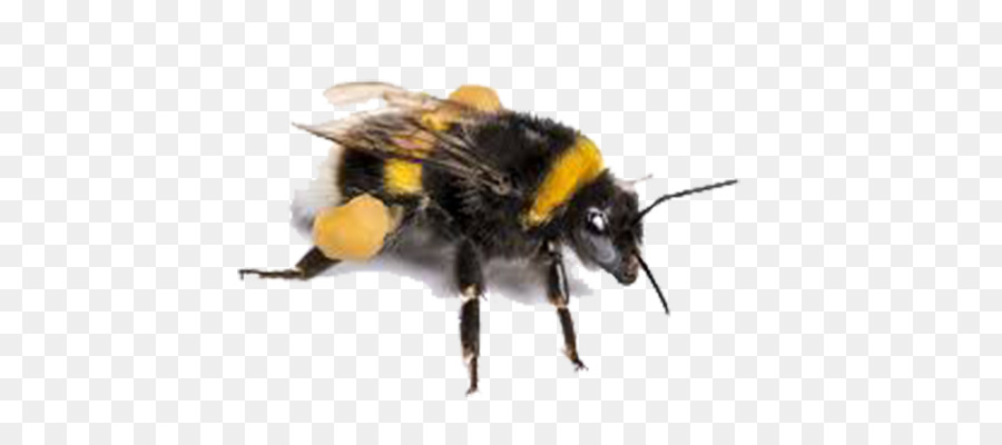 Côn trùng, Buff đuôi bumblebee họ ong mật được dịch từ tiếng đẩu Mật ong - côn trùng