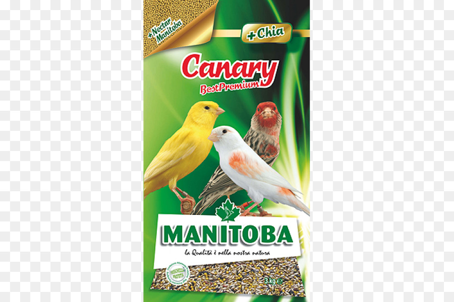 Inländische Kanarienvogel Wellensittich Papagei Manitoba - Vogel