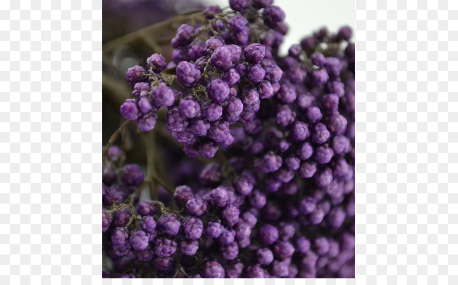 Englisch Lavendel Violett - veilchen
