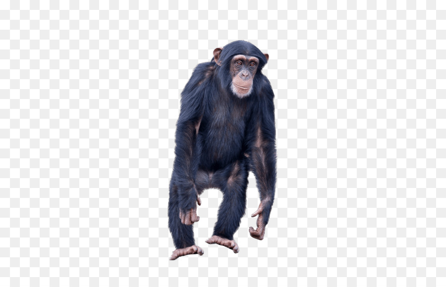 Comune Gorilla scimpanzé Scimmia Scimmia Portable Network Graphics - Gorilla