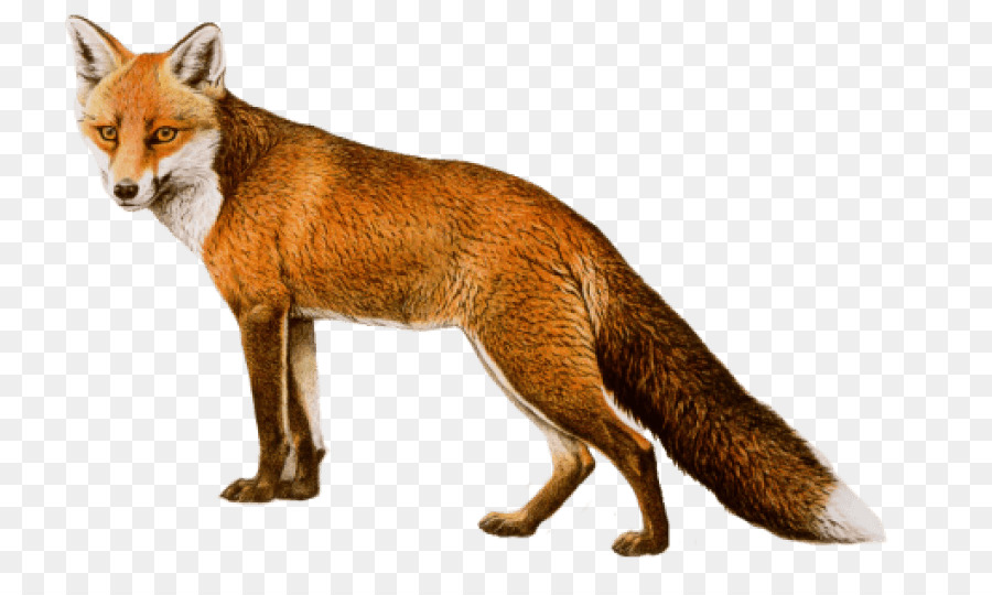 Arctic fox Portable Network Graphics Transparenz clipart Vulpini - Arctic Fox
