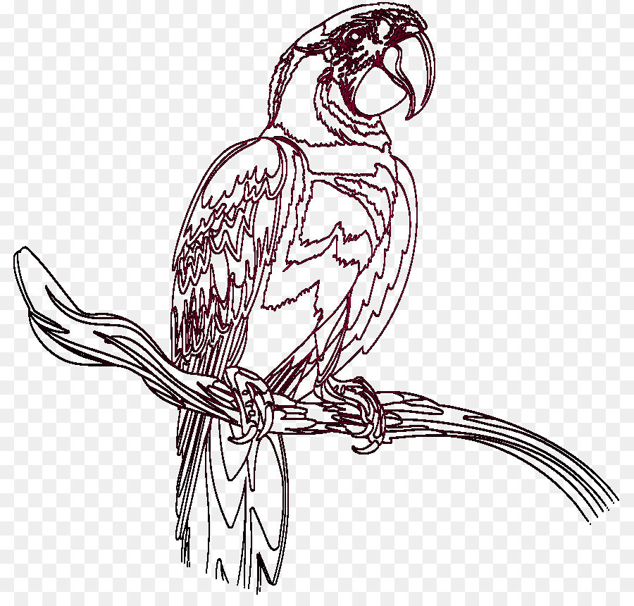 Pollo Parrot Linea arte Becco di Uccello - parco zoo