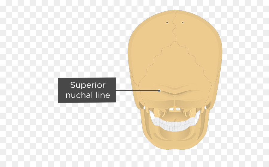 Nuchal Linien Hinterhauptbein Nackenbandes Nuchal Flugzeug Anatomie - Schädel