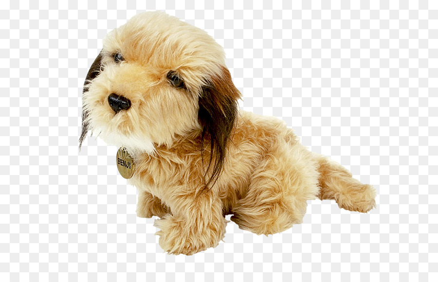 Cucciolo Cockapoo Cane di razza Barboncino Schnoodle - cucciolo