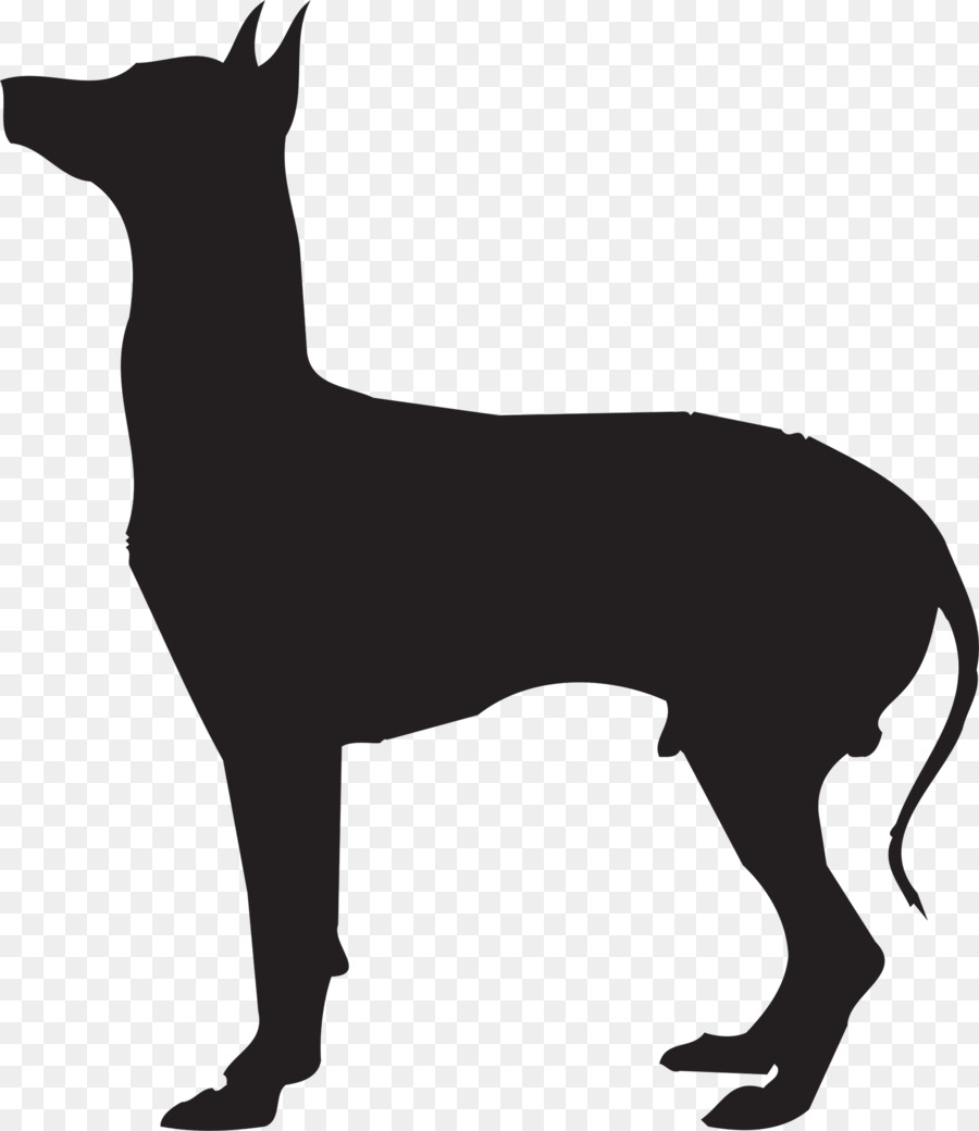 Cane di razza Mexican Hairless Dog Peruviano Inca Orchidea tedesco Pinscher Gatto - gatto
