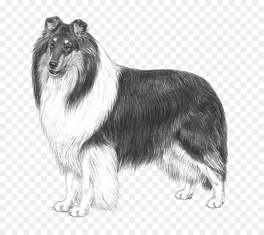 How To Draw A Border Collie  Art For Kids Hub 