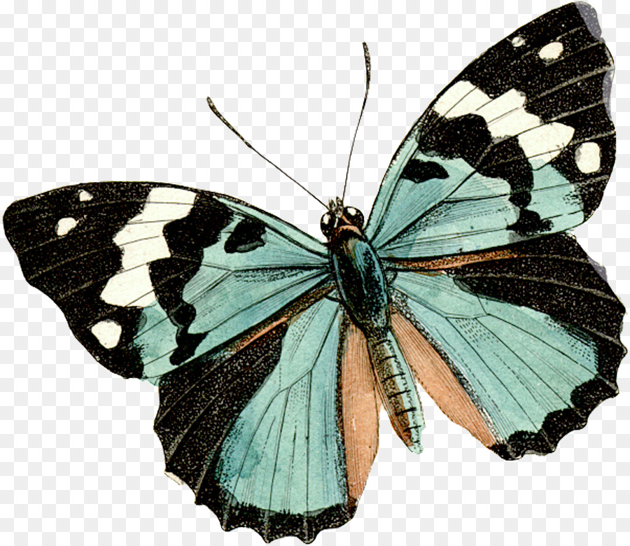 Monarch-Schmetterling-Insekt-Papier-Pinsel-footed butterflies - Schmetterling