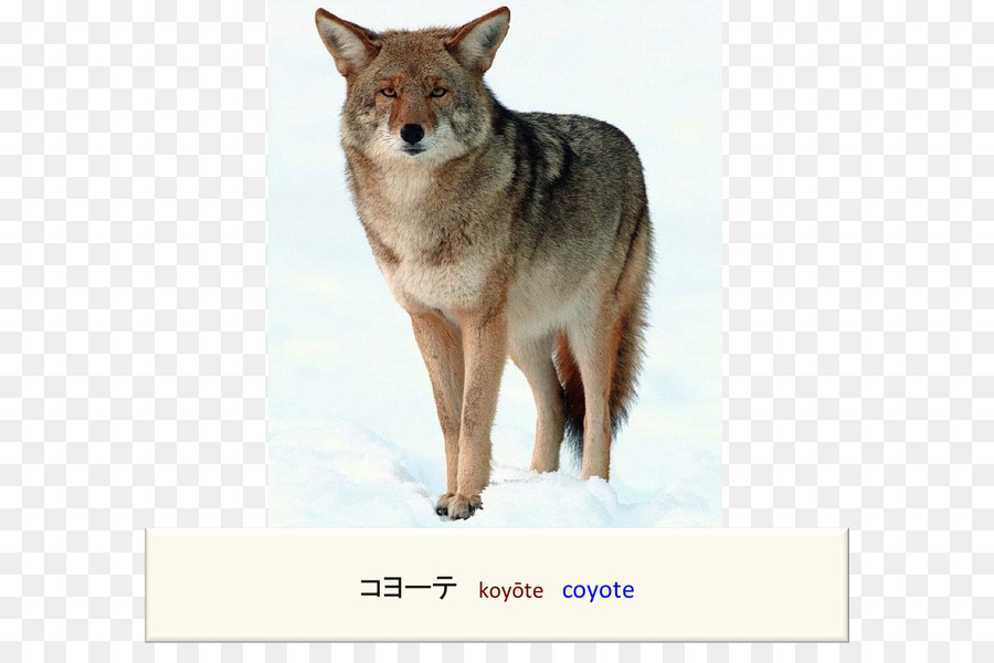 Coyote Cougar Dog la volpe Rossa cervo Mulo - cane