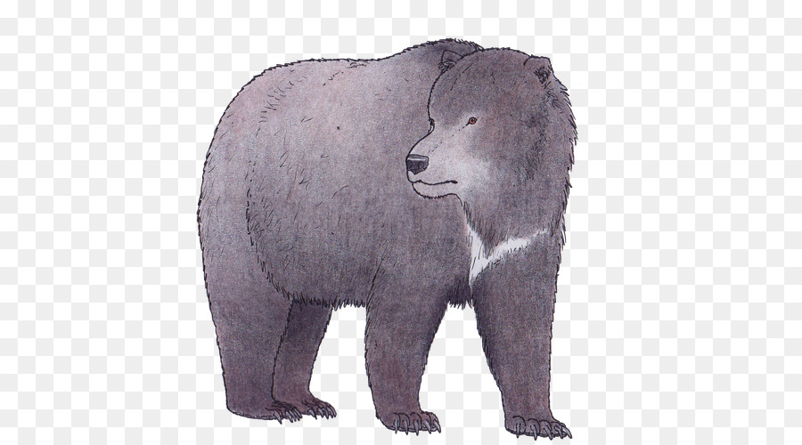 Grizzly Bär, Eisbär, amerikanischer Schwarzbär Höhlenbär Kurz vor Bären - Eisbär