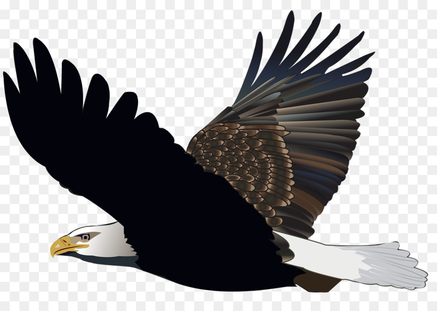 Đại Bàng Chim đại bàng đuôi Trắng Hoa Kỳ - con chim