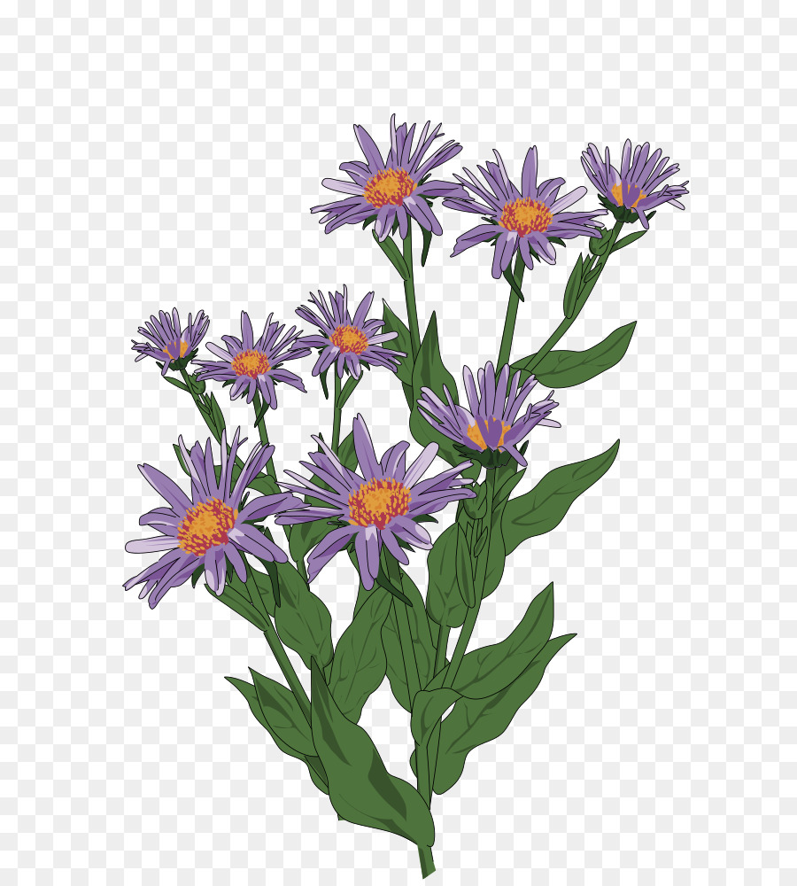 Clip art Aster pyrenaeus korbblütler Blume Zeichnung - blume