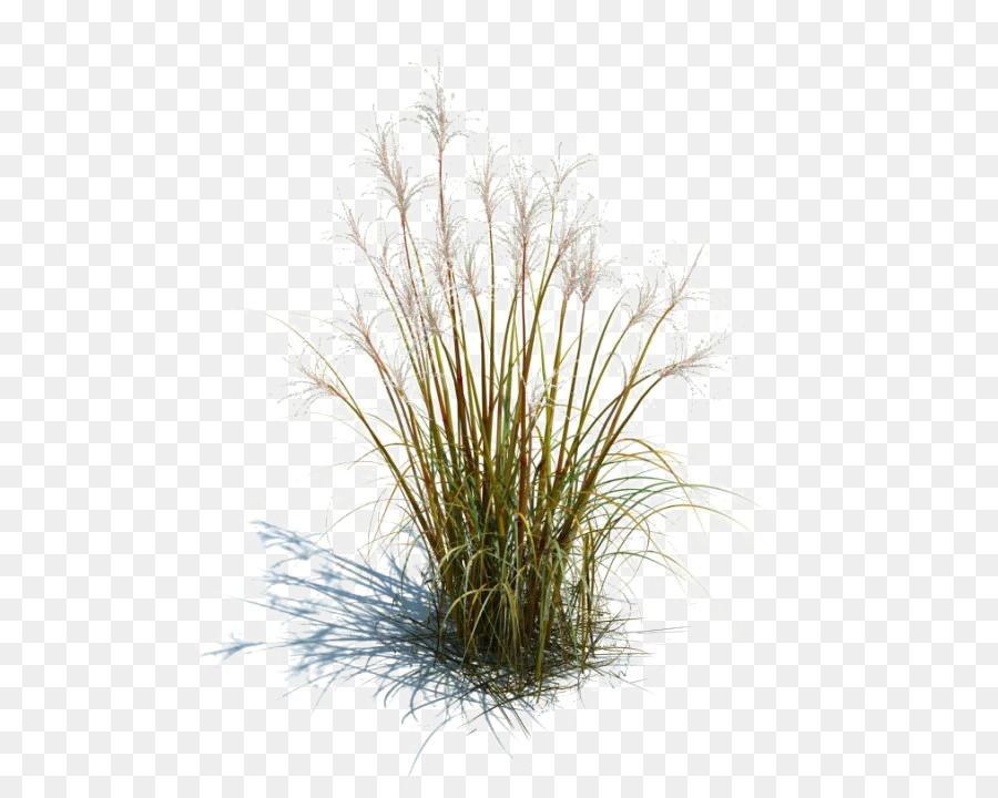 Tallgrass prairie Ornamentali erba, Erbe del Prato, piante Ornamentali - piè di immagine