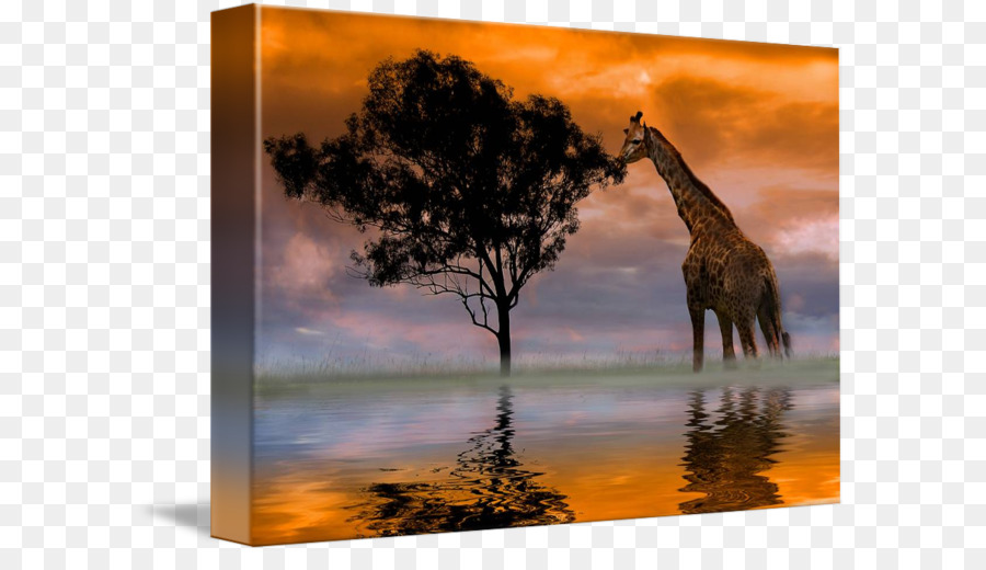 Giraffa Arte della Fotografia Tela di stampa Fotografo - Anthony Davis