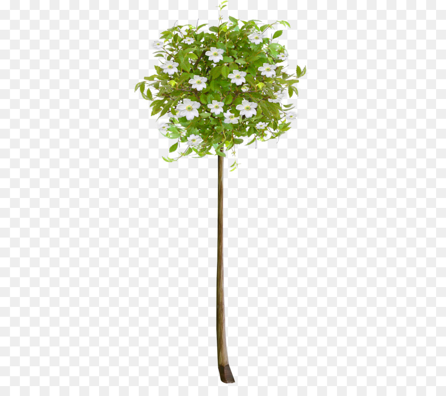 Cây linh Sam Cây thực vật Clip nghệ thuật - cây
