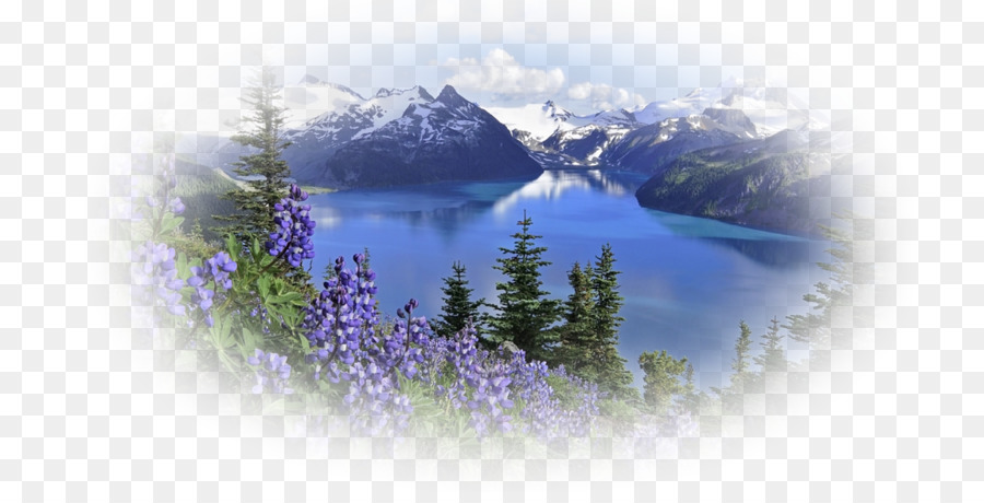 Mount Rainier, Desktop, Carta Da Parati Fiori Di Montagna - Paesaggio di montagna