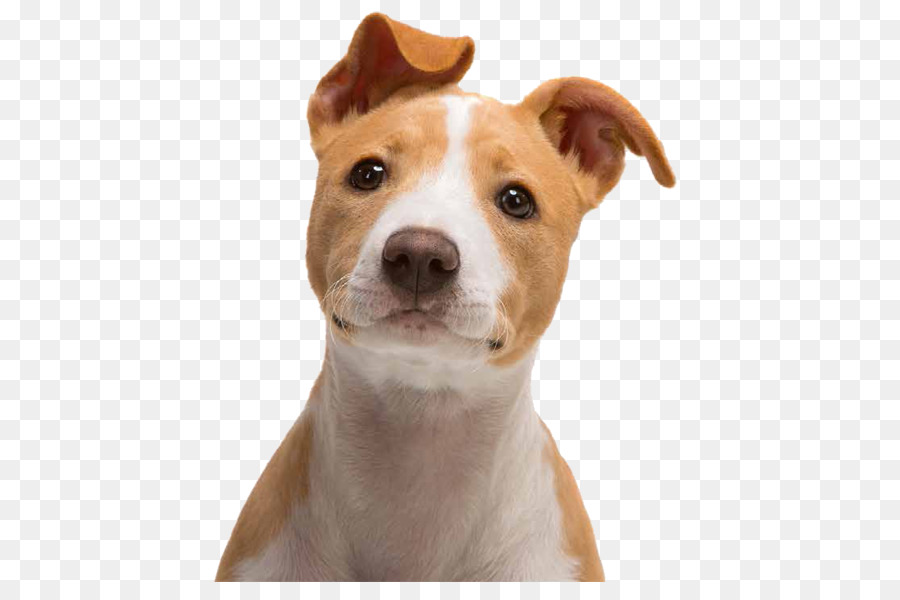 Jack-Russell-Terrier-Yorkshire Terrier Welpen Bull Terrier West Highland White Terrier - Welpen