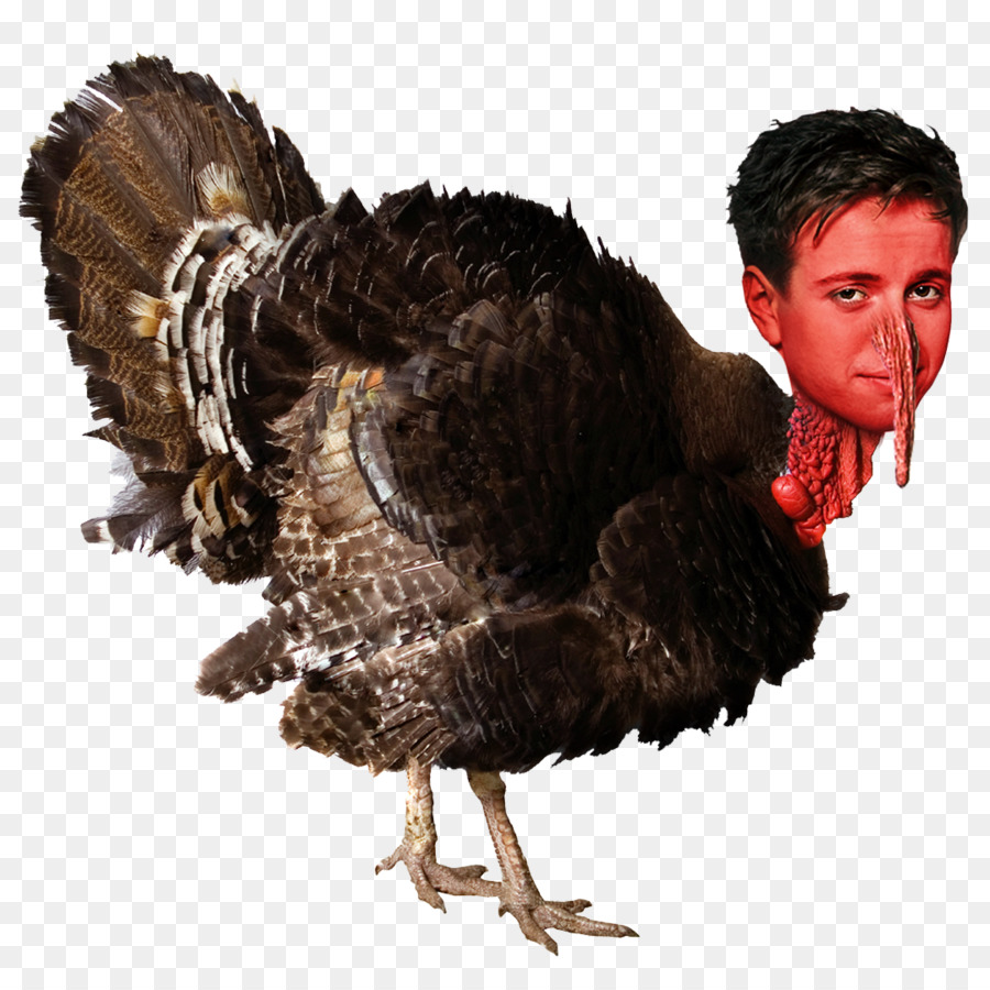 Breite Breasted Weiß hat die Türkei die Türkei-Fleisch Huhn Vogel - Huhn
