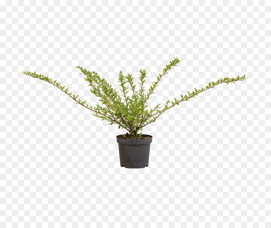 Gefäßpflanzen Puzzlegrass Farn Blumentopf - Pilea