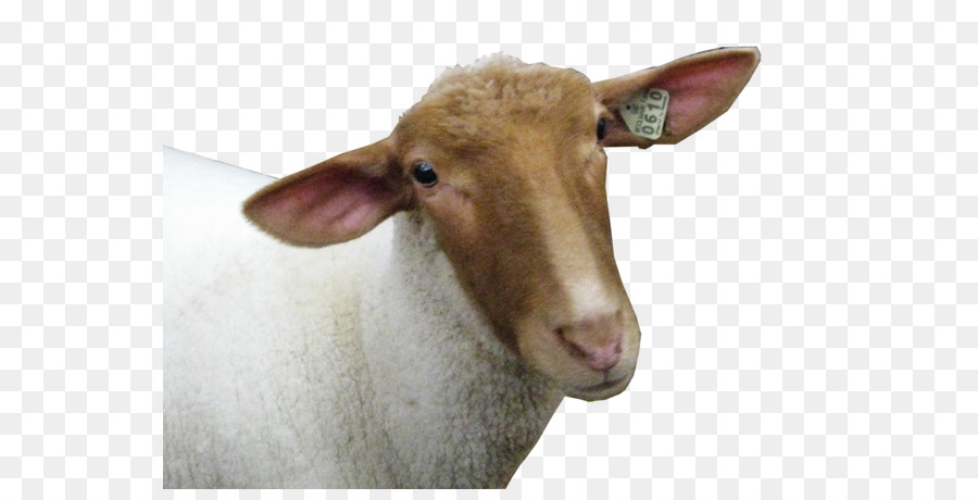 Cừu Dê đồ Họa Mạng Di động Cao độ phân giải cao - cừu
