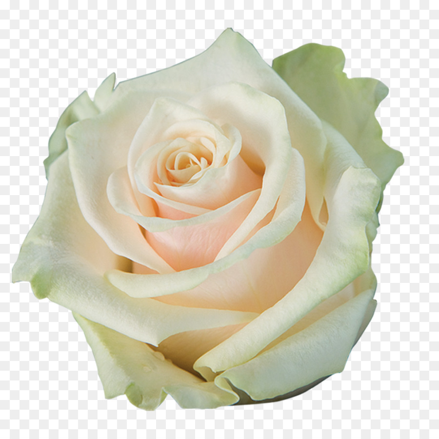 Garten Rosen Kohl rose Floribunda Laceleaf Schnittblumen - roze Blume