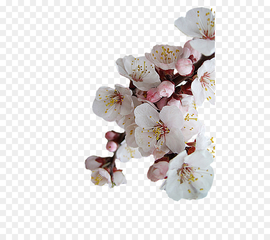 Cherry blossom Motten Orchideen ST.AU.150 MIN.V.UNC.NR AD - Kirschblüte