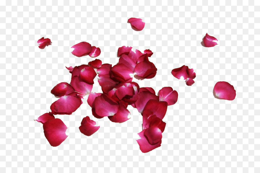 Petalo Di Rosa Immagine Fiore Rosso - rosa