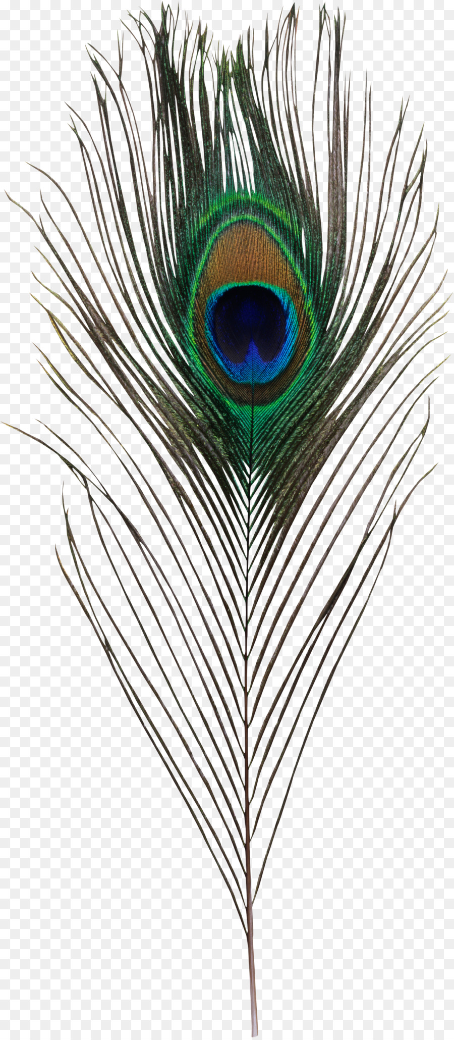 Uccello di Piume di Pavone Clip art Portable Network Graphics - uccello